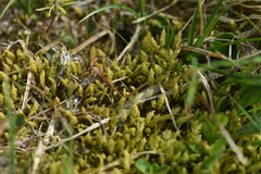 Aulacomnium palustre