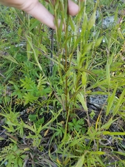 Gentianopsis
