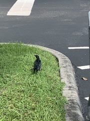 Quiscalus major westoni