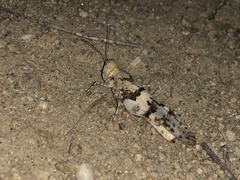 Dissosteira spurcata