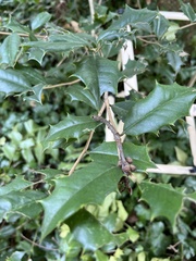 Ilex cornuta