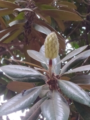 Magnolia grandiflora