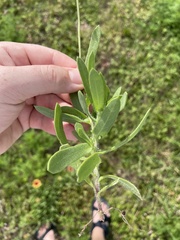 Gaillardia pulchella