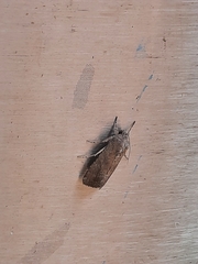 Spodoptera frugiperda