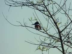 Chloroceryle americana