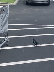 Quiscalus major westoni