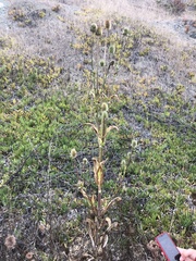 Dipsacus sativus