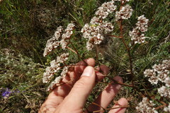 Goniolimon speciosum