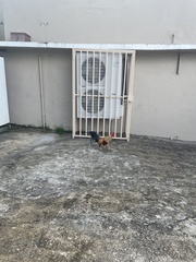 Gallus gallus domesticus