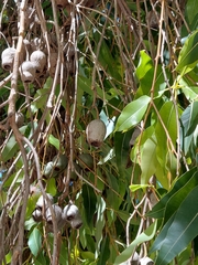 Eucalypteae