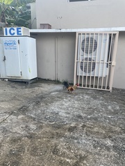 Gallus gallus domesticus