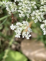 Formicinae