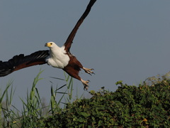Haliaeetus vocifer
