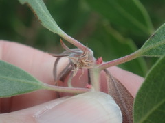 Arctostaphylos pungens