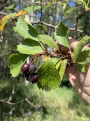 Crataegus douglasii