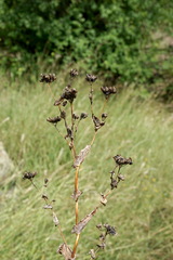 Bupleurum rotundifolium