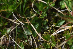Gaultheria humifusa