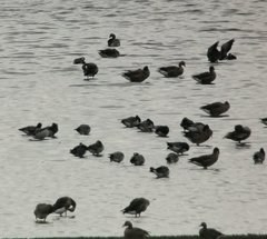 Branta leucopsis