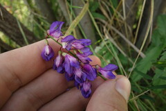 Vicia amoena