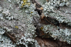 Pseudicius encarpatus