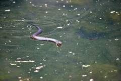 Agkistrodon piscivorus