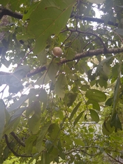 Diospyros virginiana