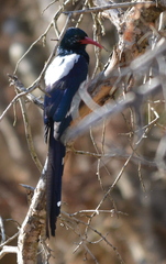 Phoeniculus purpureus marwitzi