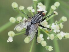 Sarcophagidae