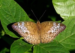 Adoliadini