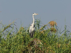 Ardea cinerea cinerea