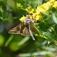 Chrysodeixis includens