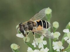 Eristalis arbustorum