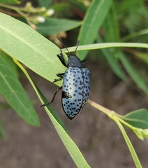 Cypherotylus californicus