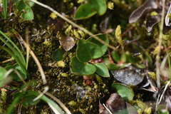 Gaultheria humifusa