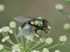 Lucilia