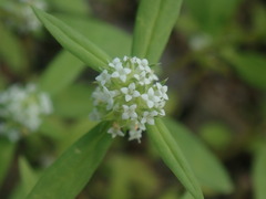 Mitracarpus breviflorus