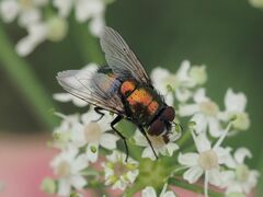 Lucilia