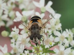 Eristalis arbustorum