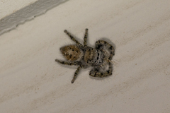 Phidippus comatus