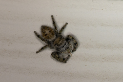 Phidippus comatus