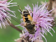 Eristalis arbustorum
