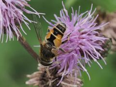 Eristalis arbustorum