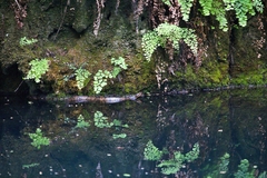 Agkistrodon piscivorus