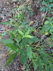 Cryptotaenia canadensis