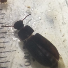 Blapstinus