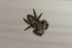 Phidippus comatus