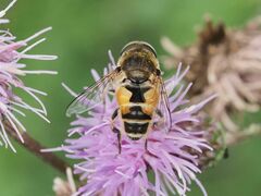 Eristalis arbustorum
