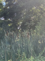 Typha angustifolia