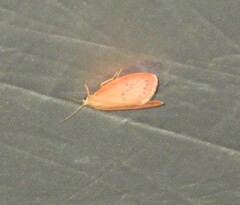 Miltochrista miniata