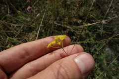 Bupleurum bicaule